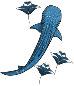 habillage-raies-requin-illustrations-bleues