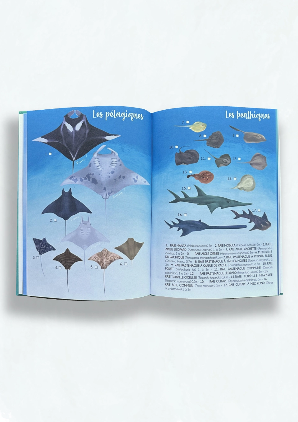 Plaquette présentant les raies et requins
