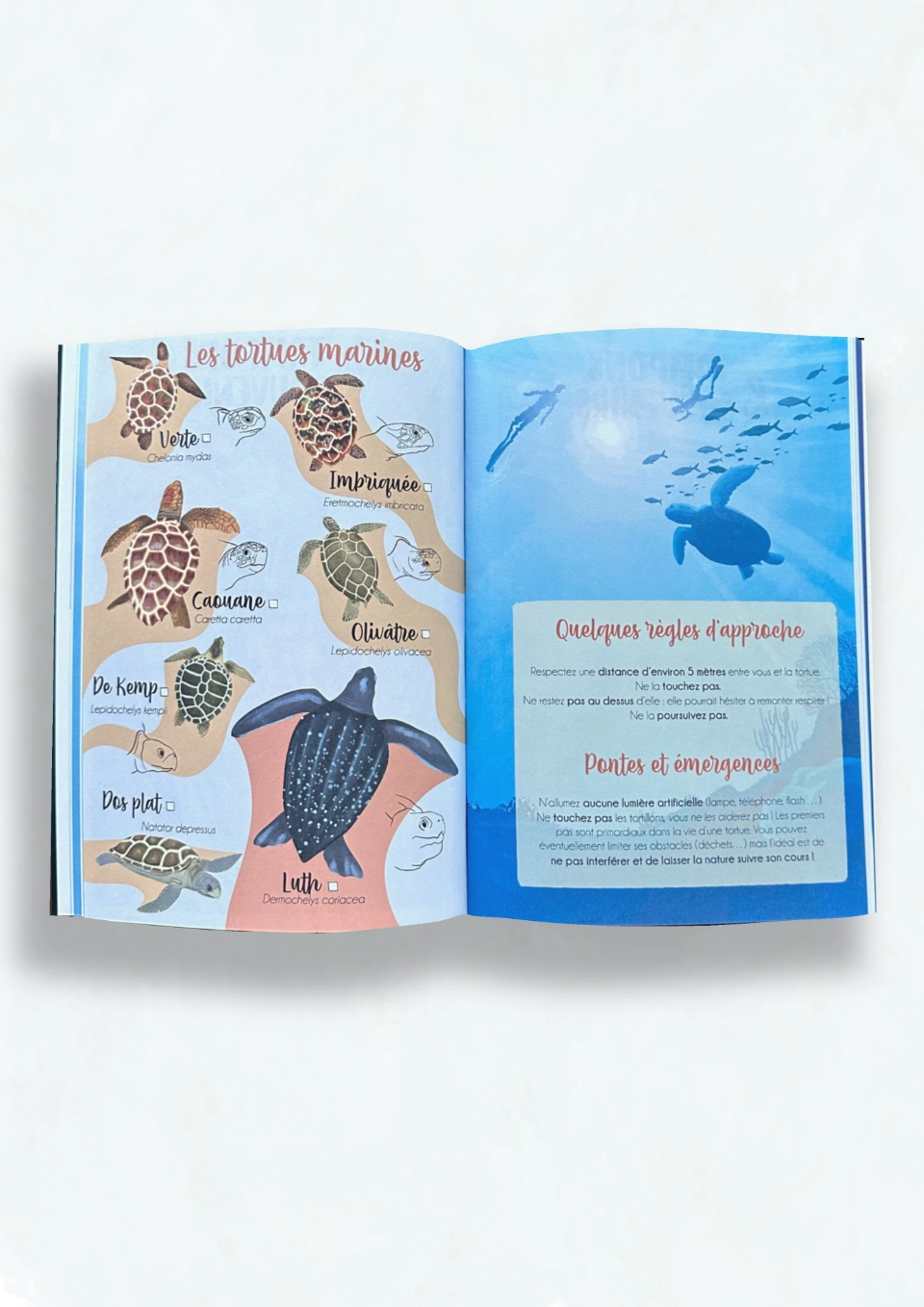 Intérieur du carnet de plongée illustré, pages sur les tortues