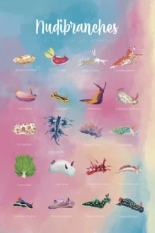 Poster dessiné à la main présentant 20 espèces de nudibranches colorés sur un fond aux tons pastel.