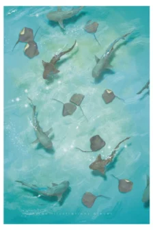 Poster dessiné à la main représentant un lagon vu du dessus, avec de nombreuses raies pastenagues et des requins dans l’eau.