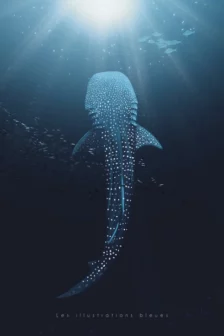 Poster dessiné à la main représentant un requin-baleine vu du dessus, avec ses motifs mis en valeur par les jeux de lumière.