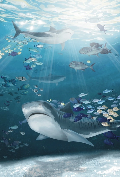 Poster dessiné à la main représentant des requins-tigres nageant près des plongeurs à Fuvahmulah, aux Maldives.