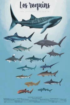 Poster dessiné à la main présentant plusieurs espèces de requins vues de profil, dont le requin-baleine, tigre, gris, marteau et renard.