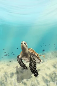 Poster dessiné à la main représentant une tortue verte nageant au-dessus d’un fond sableux à N’Gouja, avec des poissons en arrière-plan.