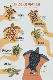 Poster dessiné à la main présentant les sept espèces de tortues marines vues du dessus avec un plan en coupe de leur tête.