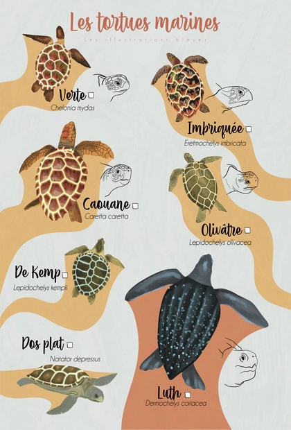 Poster dessiné à la main présentant les sept espèces de tortues marines vues du dessus avec un plan en coupe de leur tête.